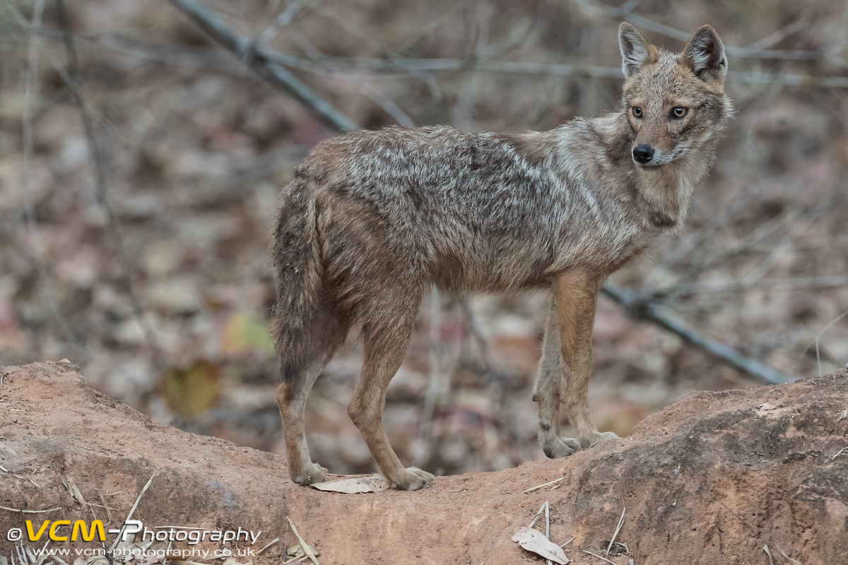 Asiatic jackal