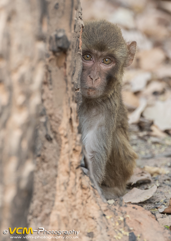Rhesus macaque