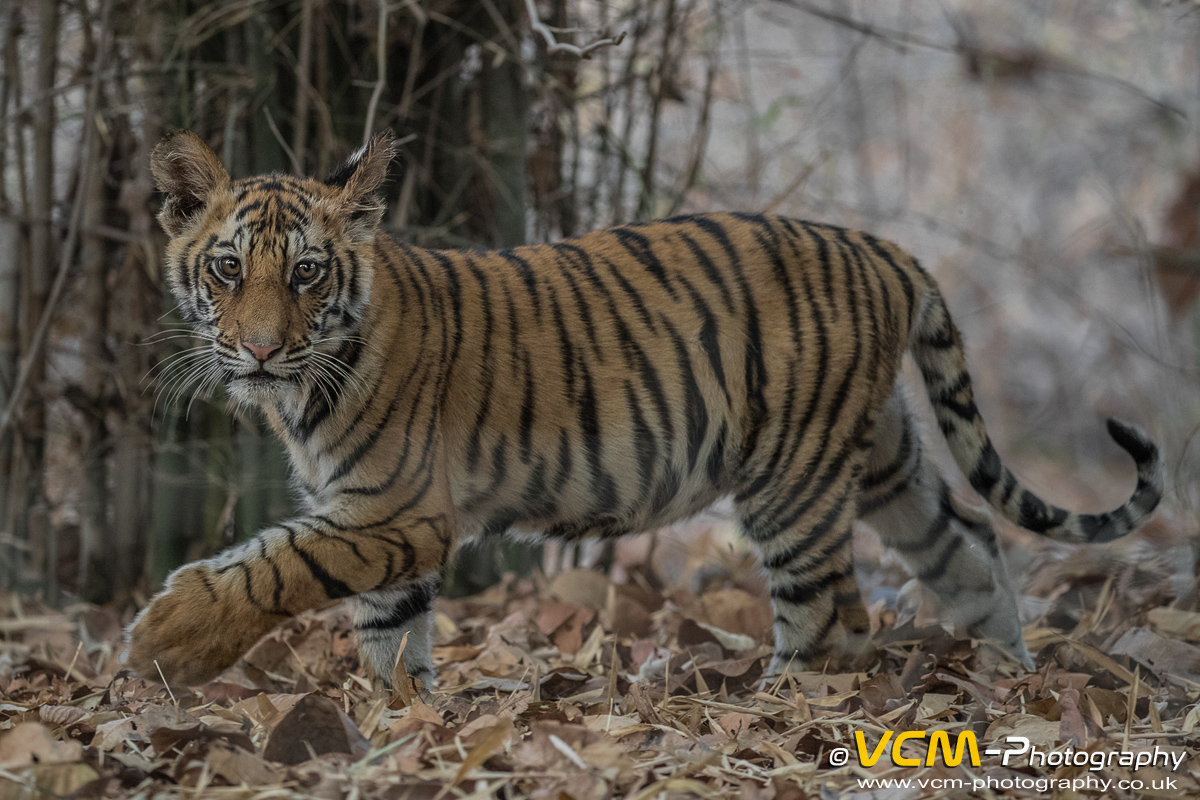 Young tiger cub
