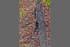 Tiger scratching a tree