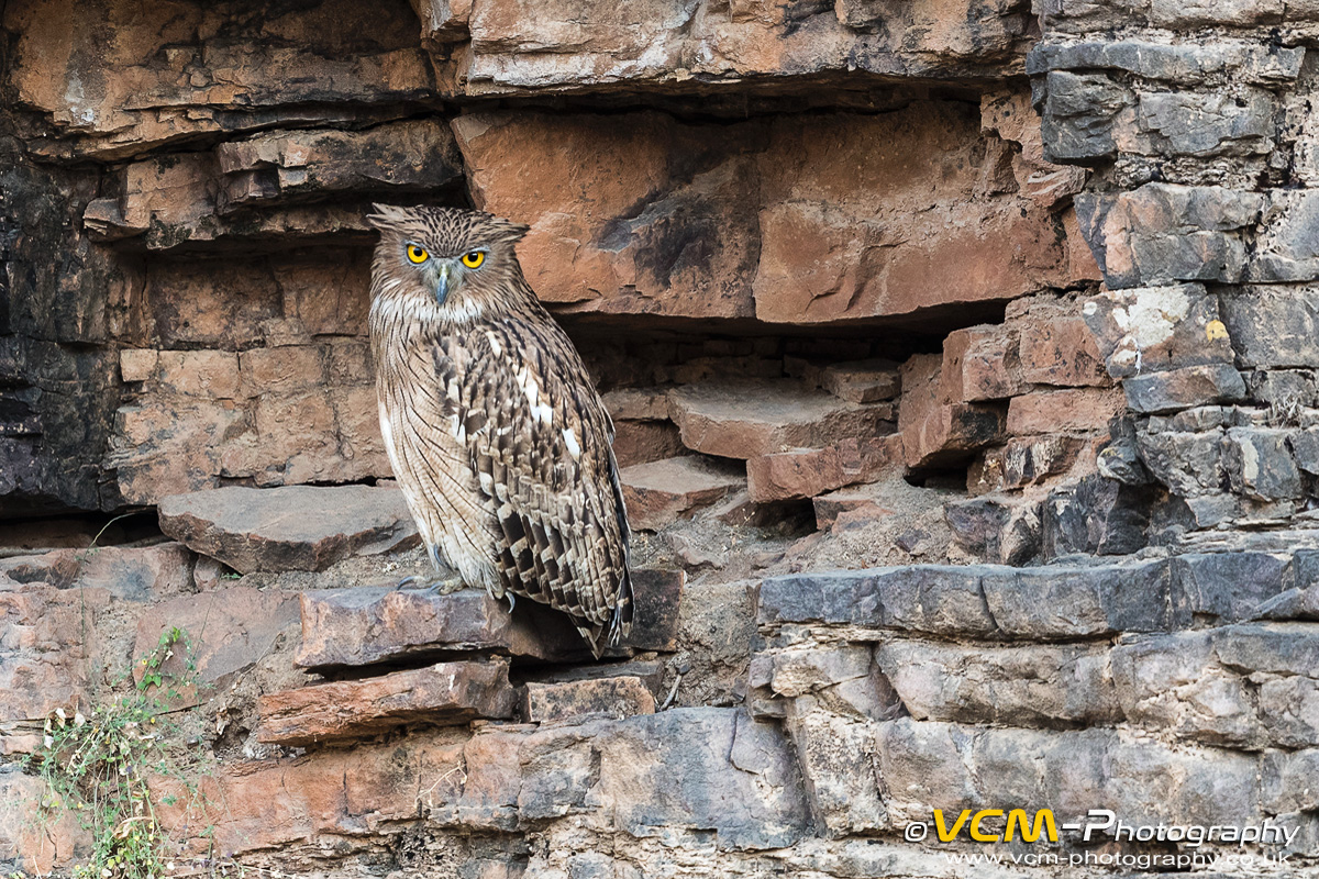 Brown fish owl