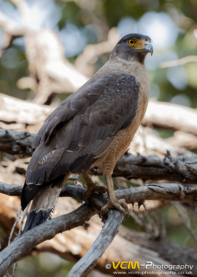 Crested serpent eagle