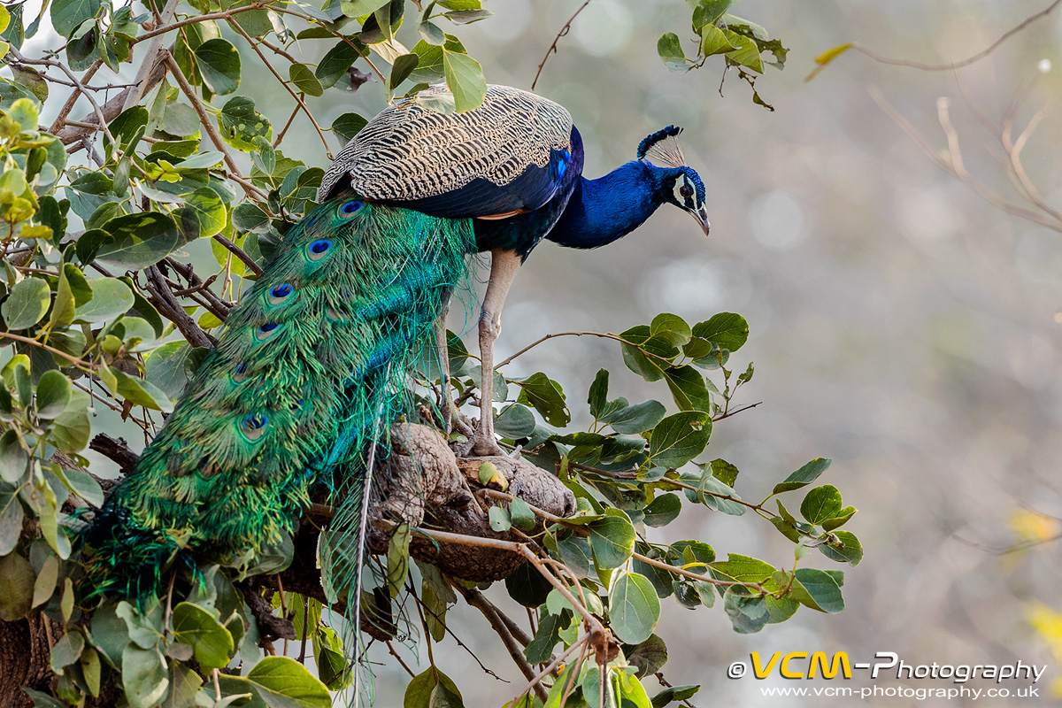Peacock in a tree
