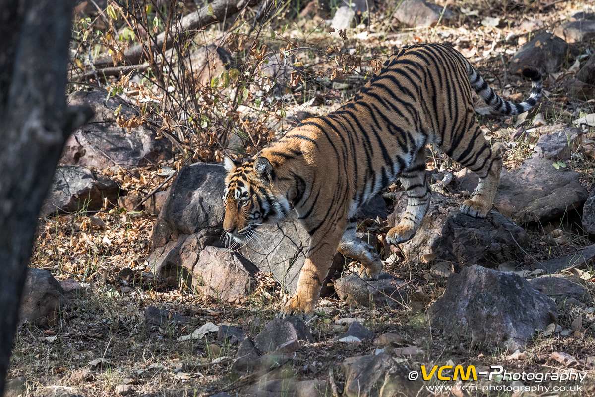 Tigress T-105 Noorie
