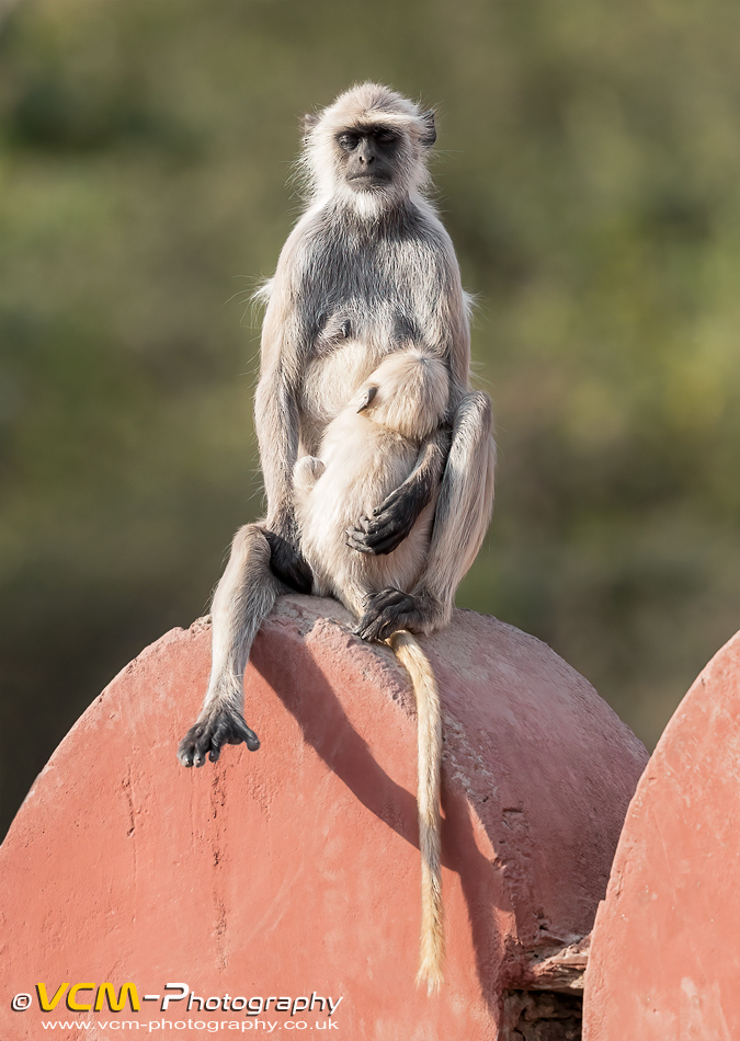 Grey langur