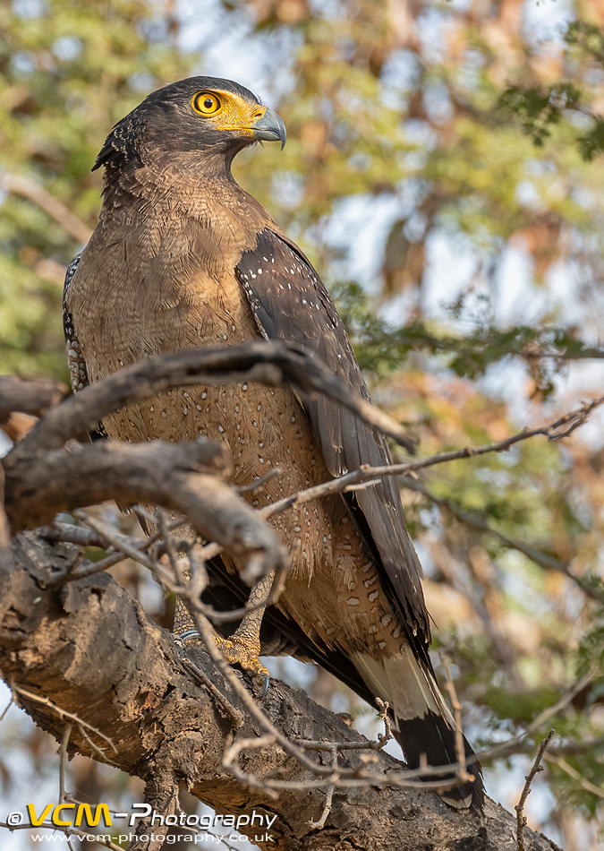 Crested serpent eagle