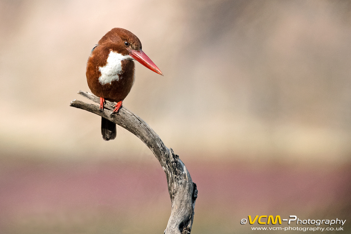 White-throated kingfisher