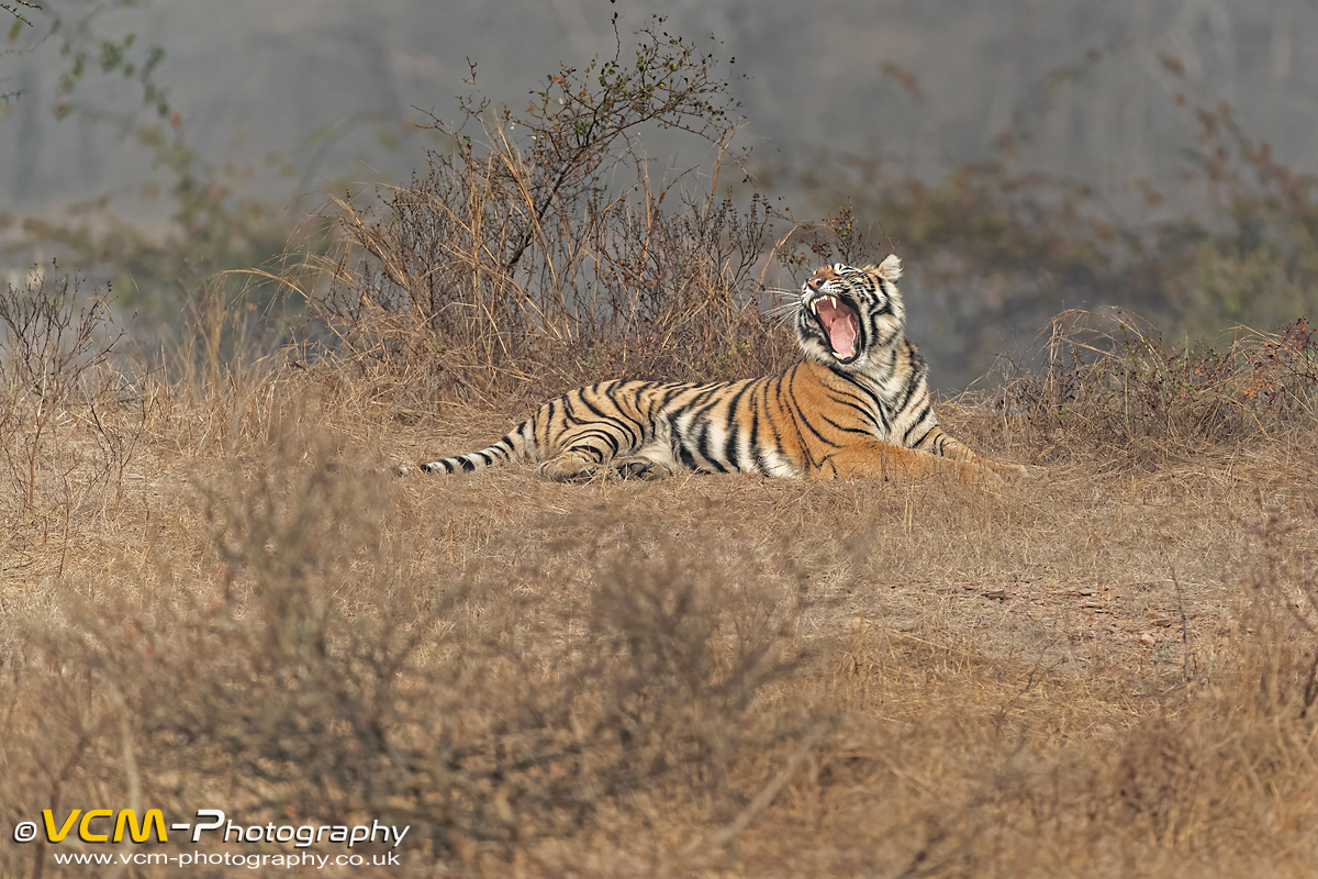 Tigress called Siddhi