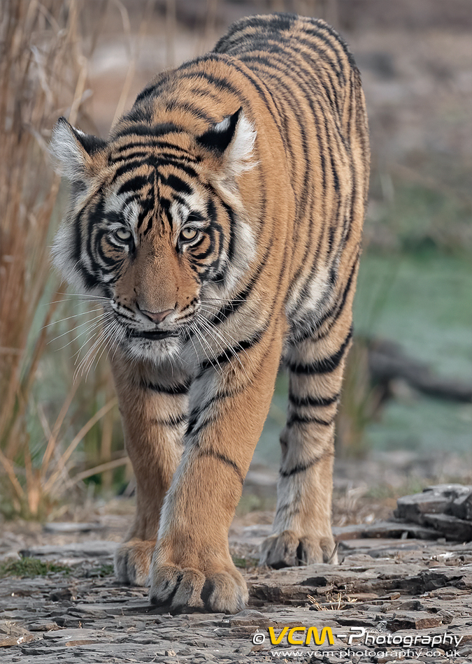 Tigress called Siddhi