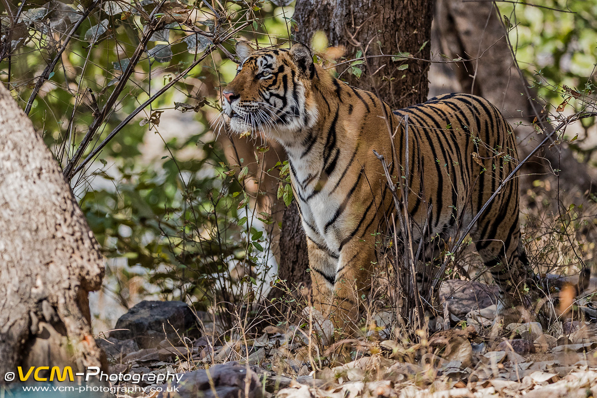 Male tiger T-113 'Pie