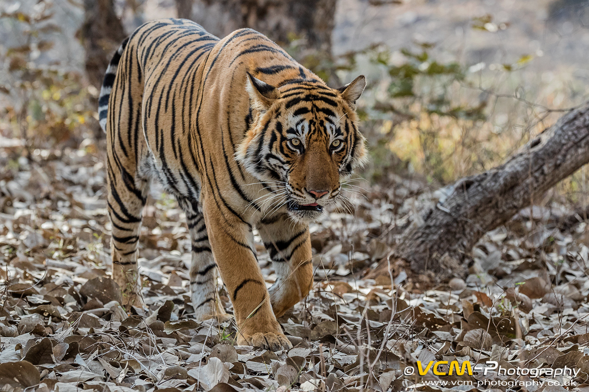 Male tiger T-113 'Pie