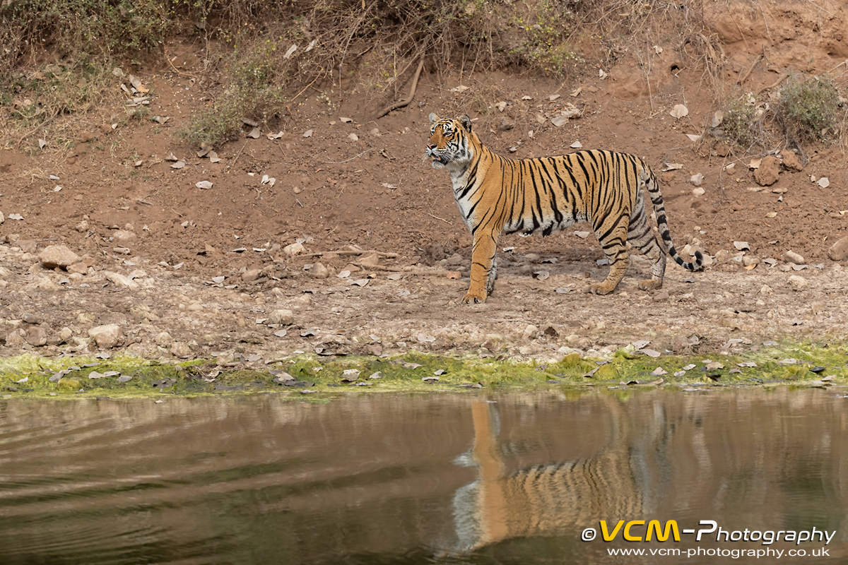 Male tiger T-113 'Pie