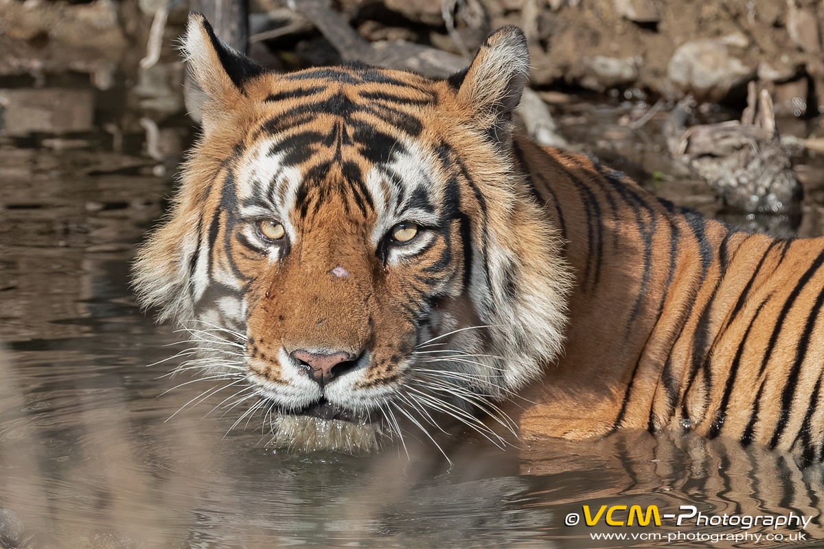 Tiger T-101 'Hades' cooling off in the water