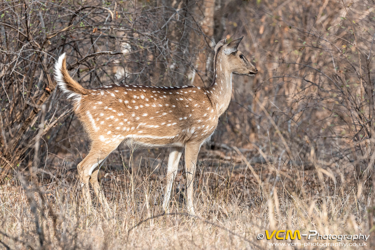 Spotted deer