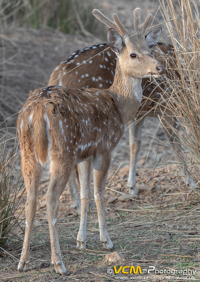 Spotted deer