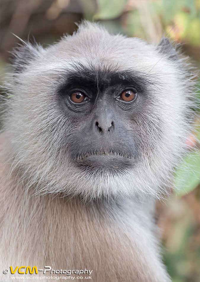 Grey langur