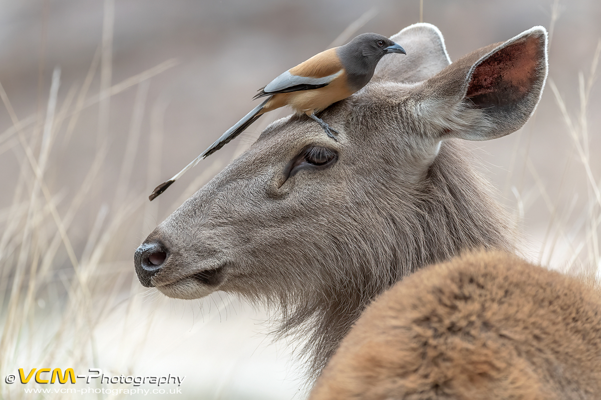 Sambar deer and rufous treepie