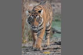15 month old tigress