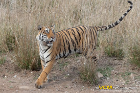 Male tiger T-113 called Pie