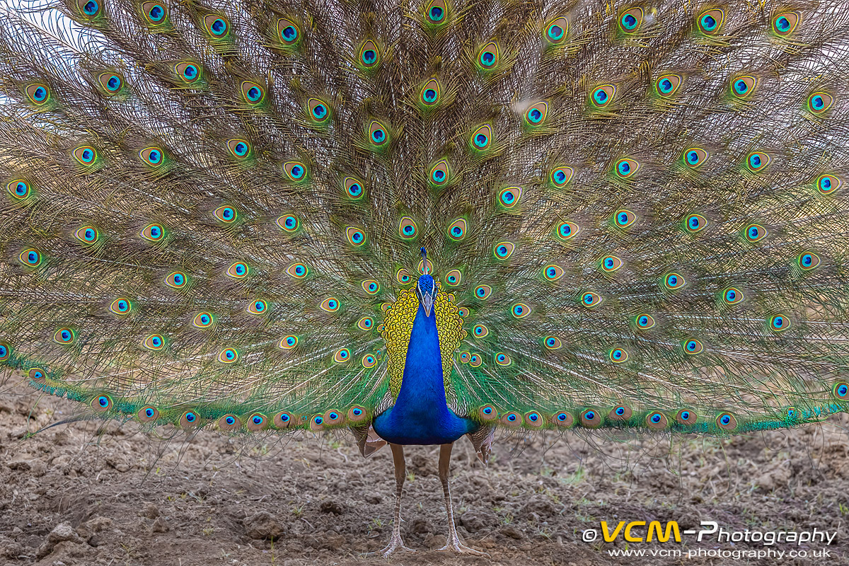 Indian peafowl/peacock displaying