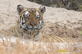 Male tiger called Pujari