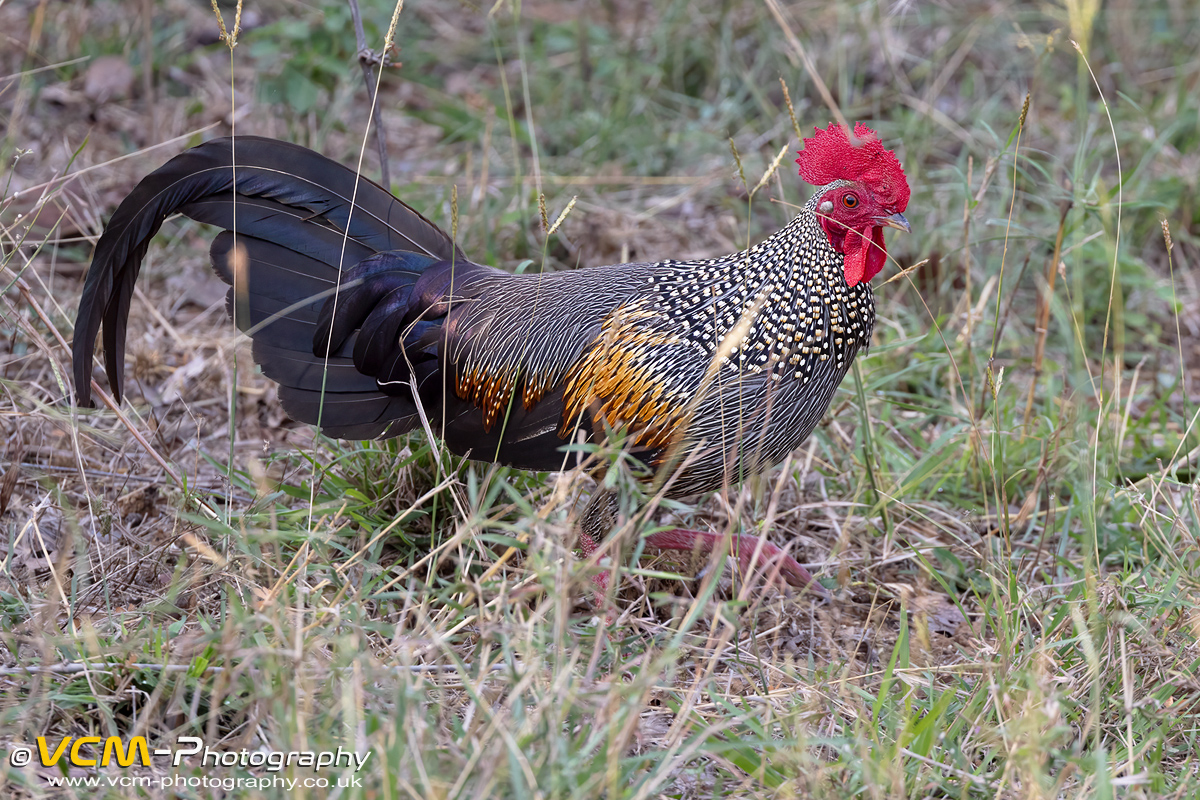 Grey junglefowl