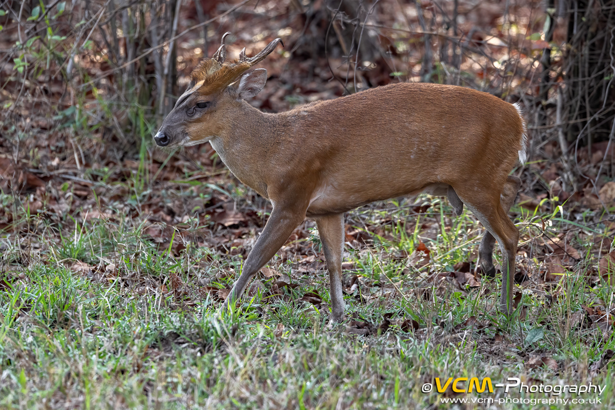 Barking deer