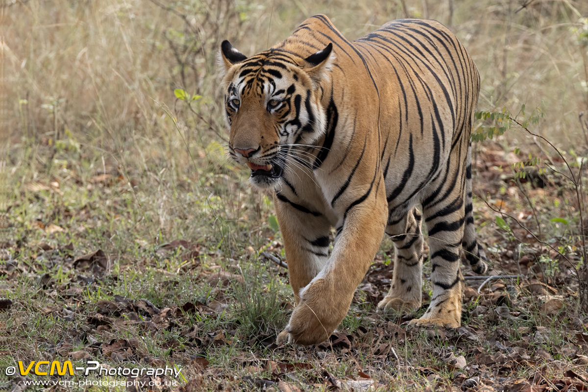 Bhanja, tiger cub walking