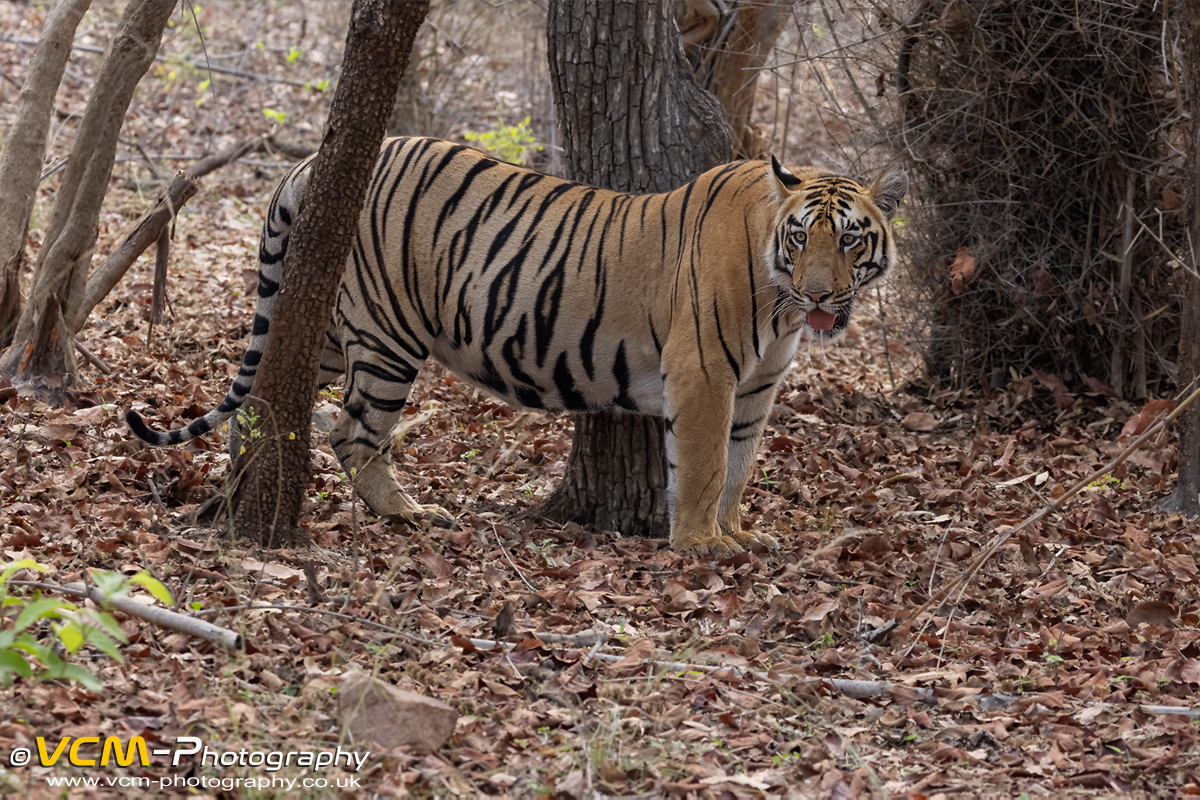 Bhanja, tiger cub drinking