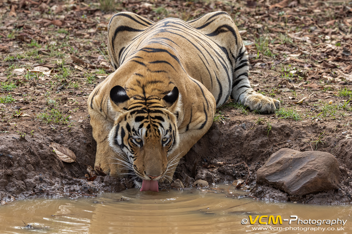 Bhanja, tiger cub drinking