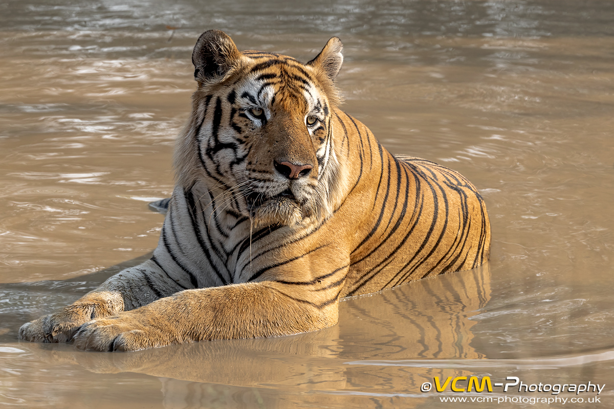 Male tiger called, Mowgli, resting in a waterhole