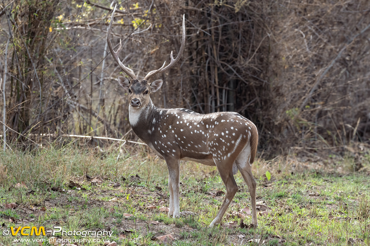 Spotted deer or chital