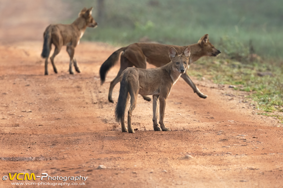 Pack of Asiatic wild dogs