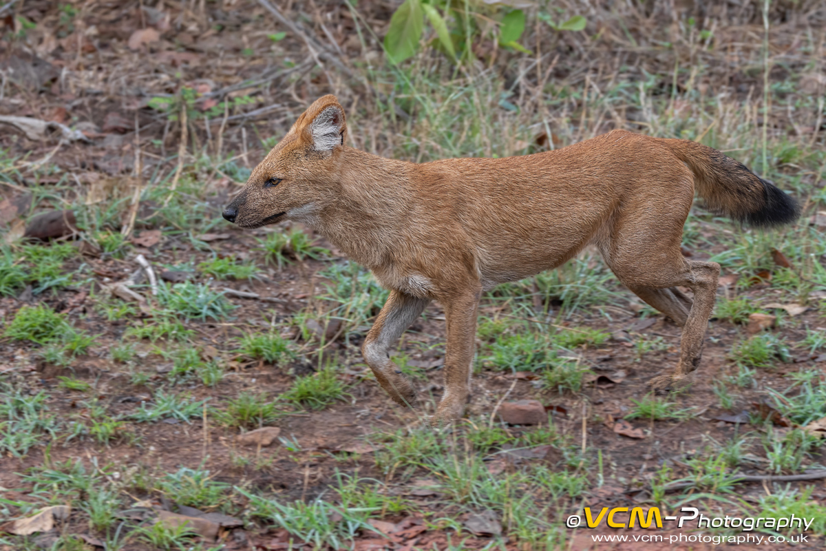 Asiatic wild dog