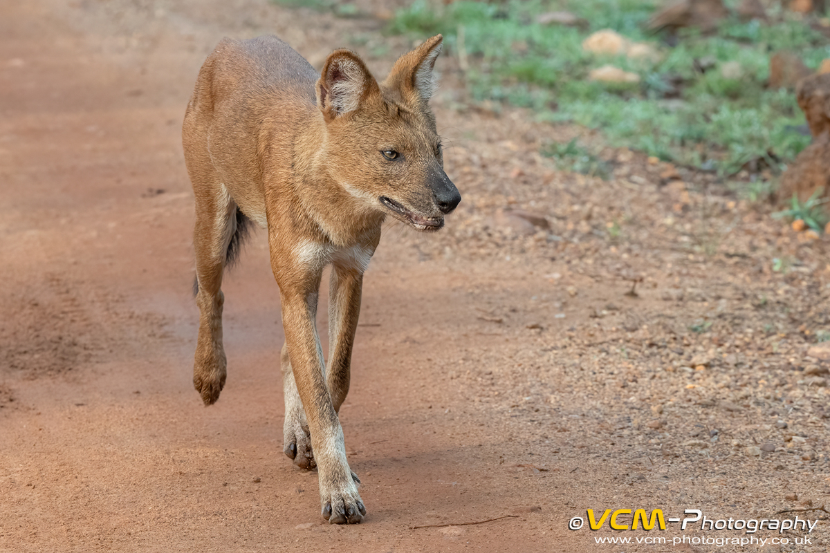 Asiatic wild dog