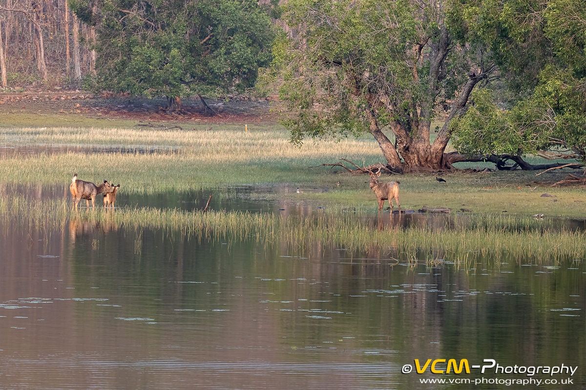 Sambar deer