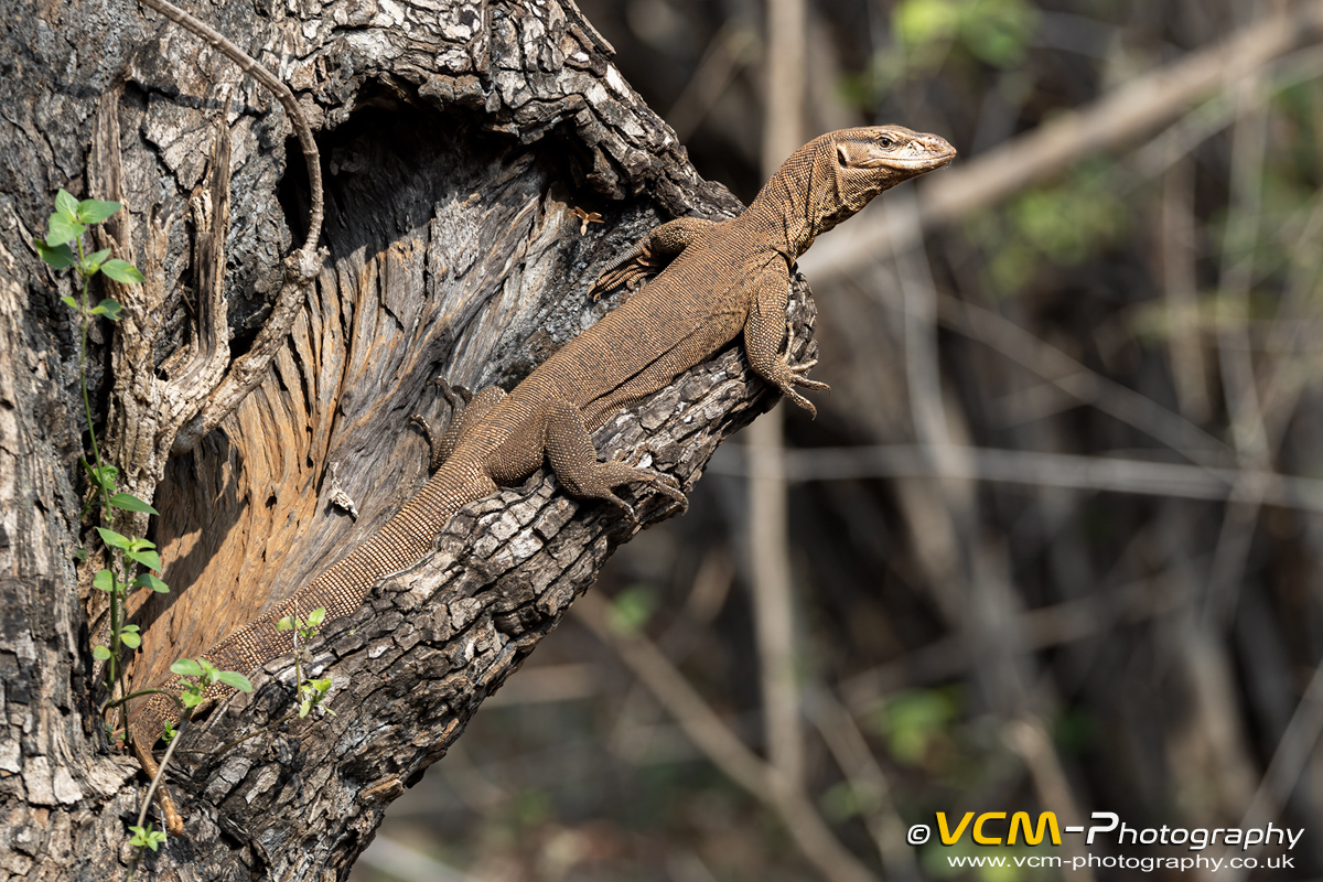 Bengal monitor lizard