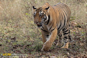 Tiger cub called, Bhanja