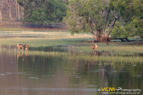 Sambar deer feeding in a lake