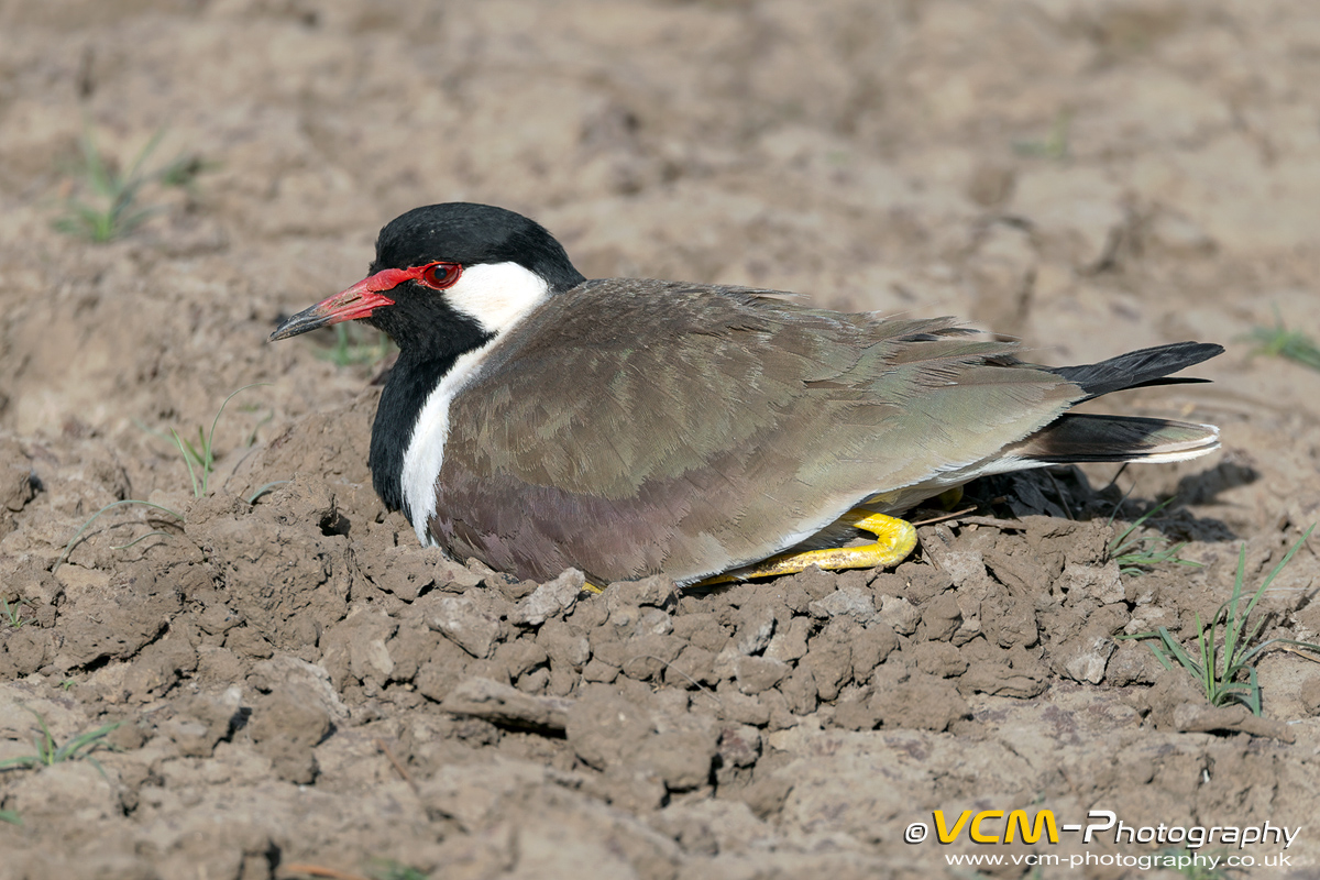 Red-wattled lapwing on nest of eggs