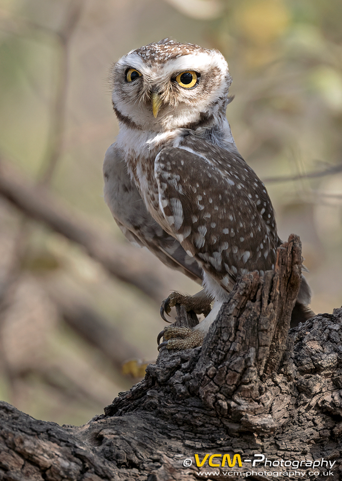 Spotted owlet