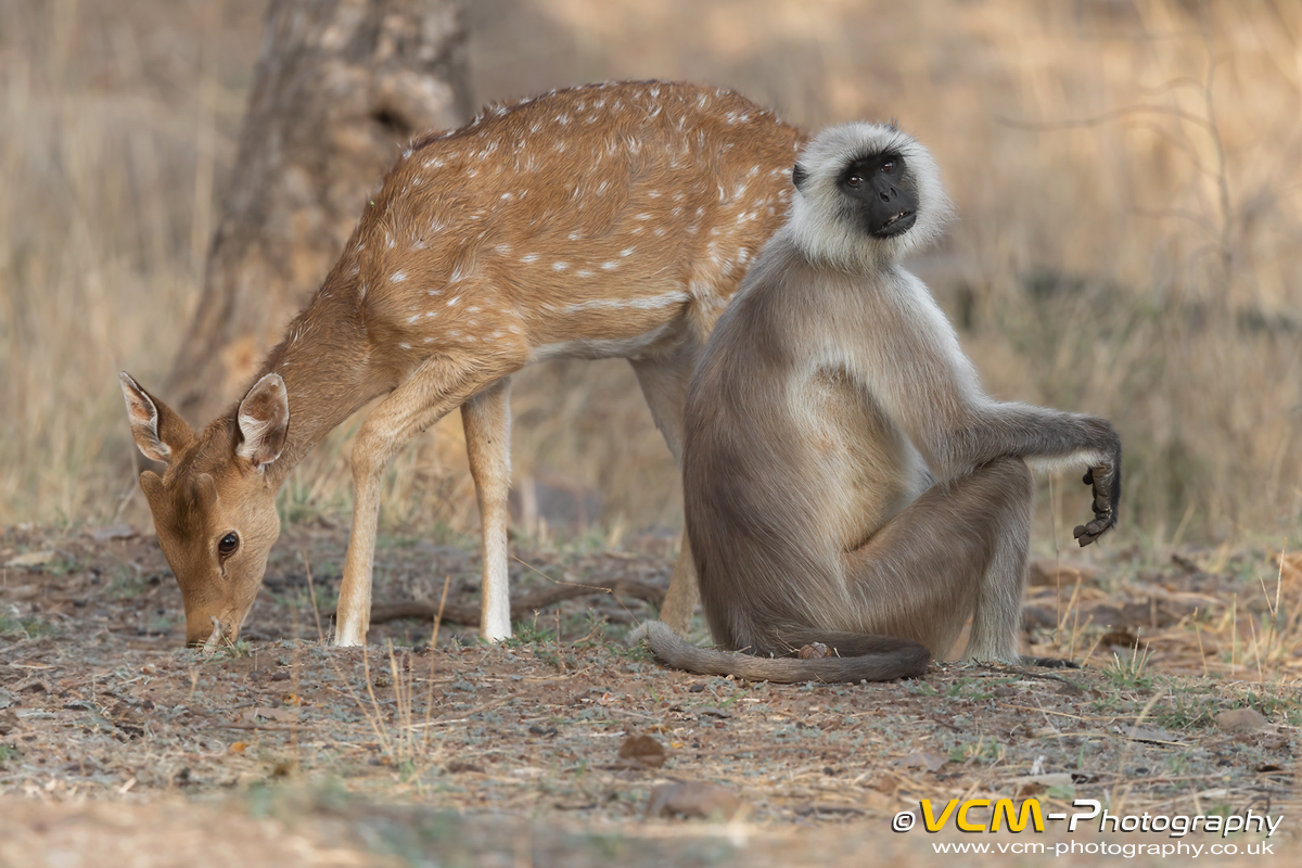 Grey langur and spotted deer