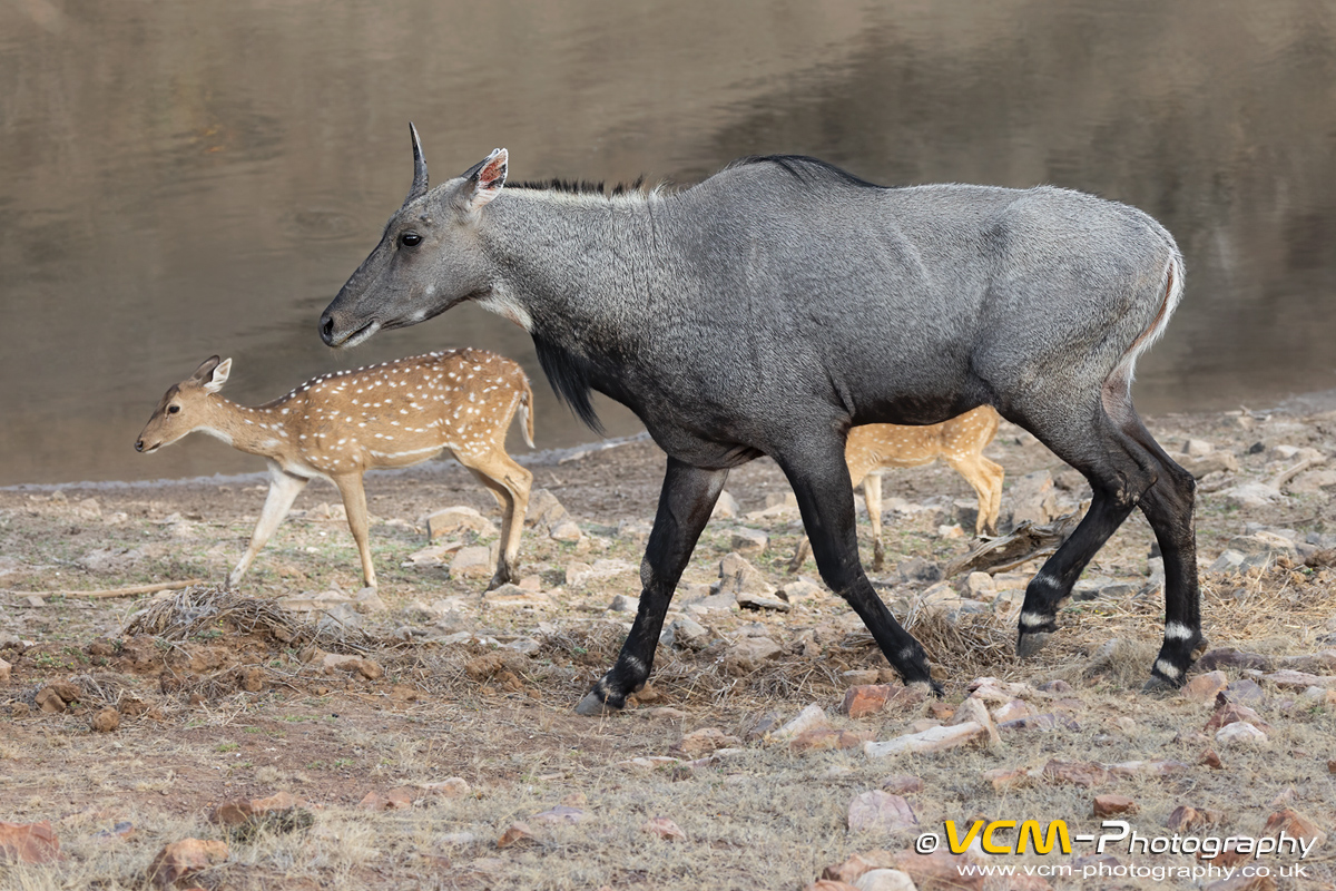 Nilgai and spotted deer