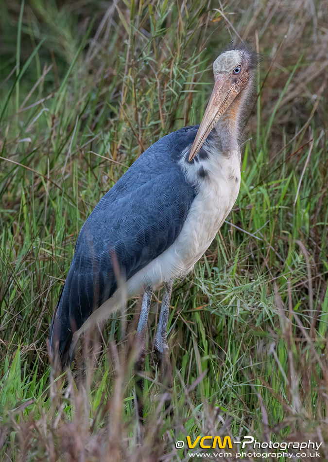 Lesser adjutant stork