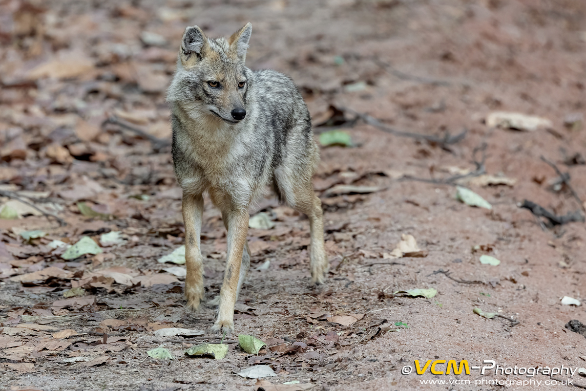 Golden jackal
