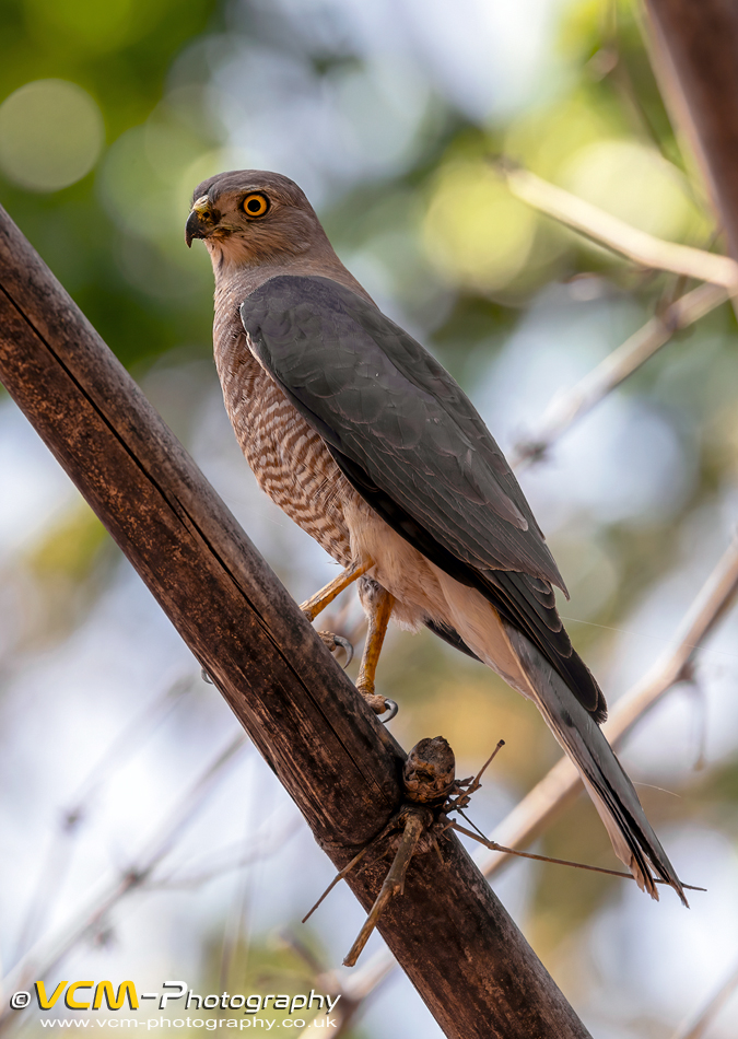 Shikra perched on the branch of a tree