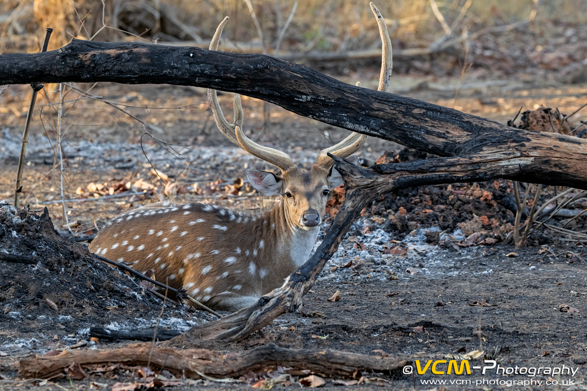 Male spotted deer resting near a waterhole