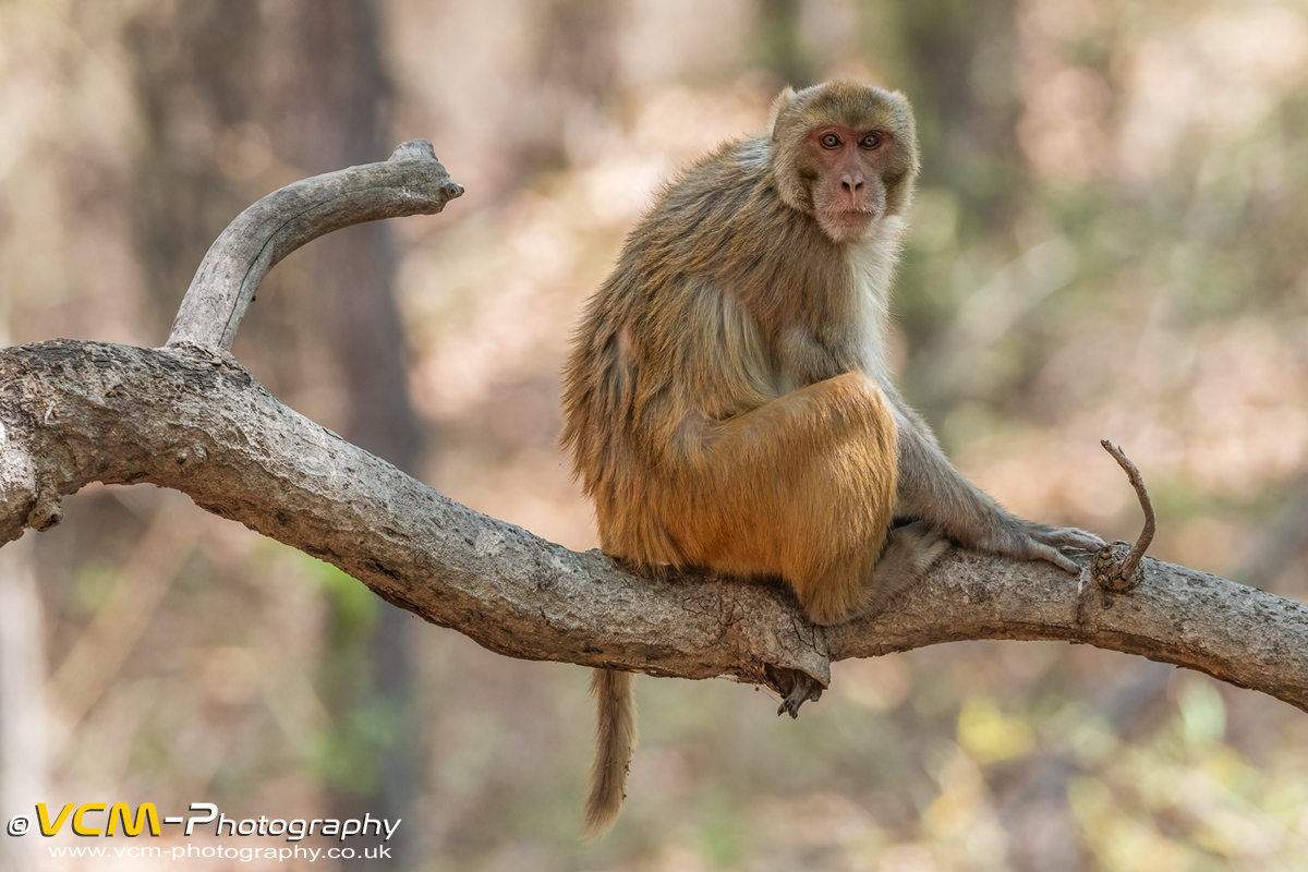 Rhesus macaque sitting on branch of a tree