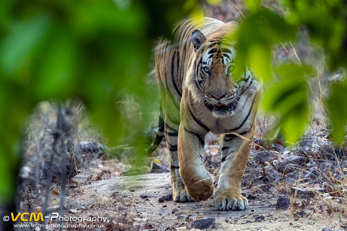 Male tiger called Jhamol patrolling Magadhi Zone