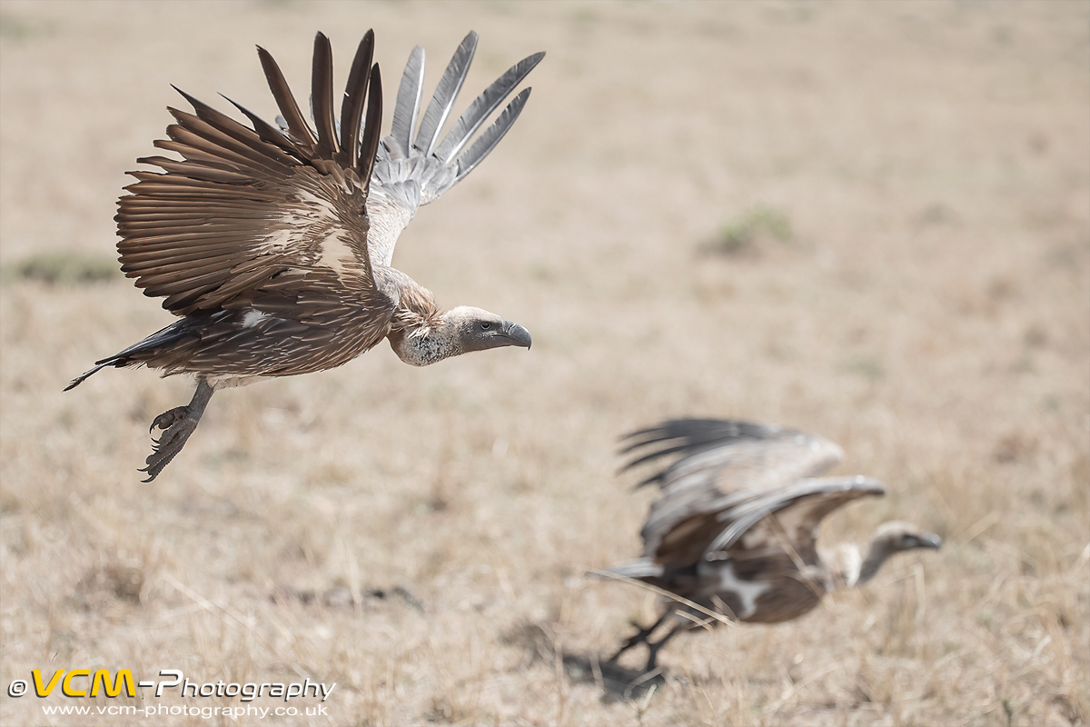 African White-backed vulture
